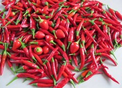 ��ɫʳ�����Ů���ӻ�