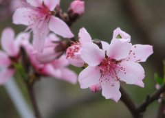 ��������Ƣθʳ�� ����Զ���������