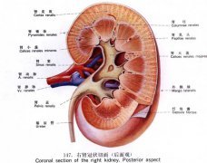 ��������ʳ�ܽ�����ʯ����֮���⡱